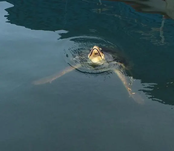 Lighthouse Natalia Aparts *