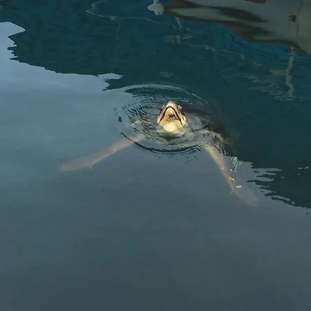 Lighthouse Natalia Aparts *